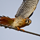 American kestrel. Photo: Jerry McFarland / Flickr